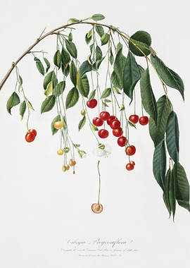 Visciola Cherries Cerasus