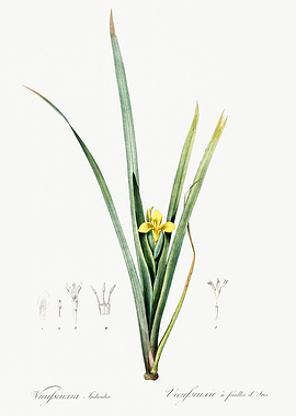 Les Liliacees 1805 HQ Orig