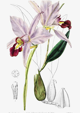 Cattleya Flower Poster