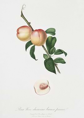 White Walnut Persica Psill