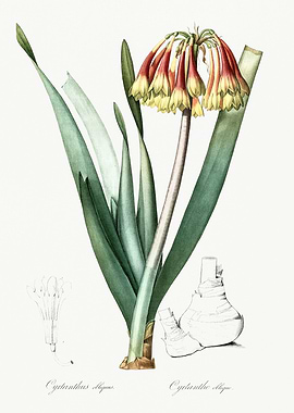 Les Liliacees 1805 HQ Orig