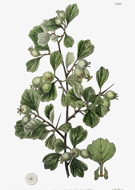 Littlehip Hawthorn Poster