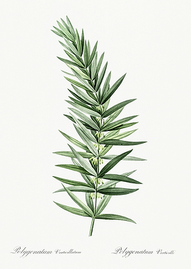 Les Liliacees 1805 HQ Orig