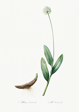 Les Liliacees 1805 HQ Orig