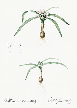 Les Liliacees 1805 HQ Orig