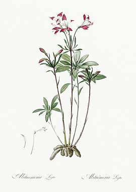 Les Liliacees 1805 HQ Orig