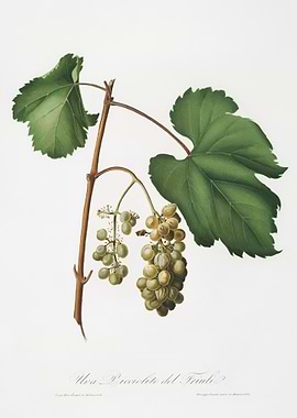 Friuili Grape Vitis Vinife