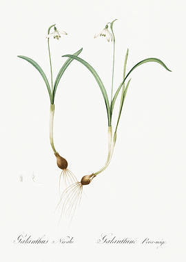 Les Liliacees 1805 HQ Orig