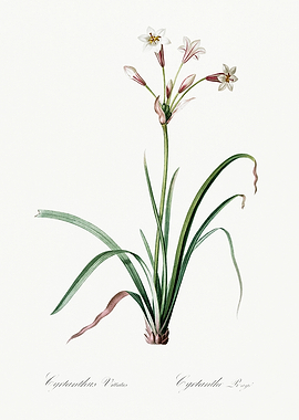 Les Liliacees 1805 HQ Orig