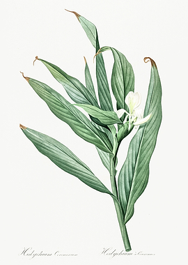 Les Liliacees 1805 HQ Orig