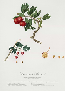 Red ThornApple Crataegus P