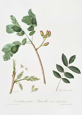 Pistachio Pistacia Vera Fr