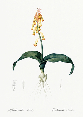 Les Liliacees 1805 HQ Orig