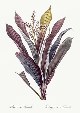 Les Liliacees 1805 HQ Orig