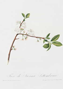 Flower Of Plum Fiore Di Su