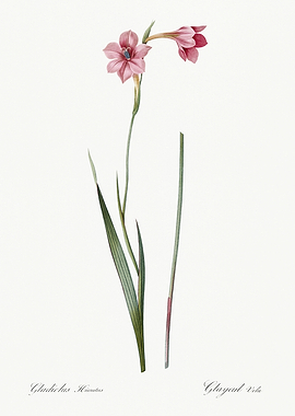 Les Liliacees 1805 HQ Orig