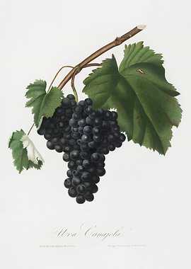 Pomona Italiana 1839HQOrig