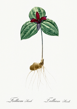 Les Liliacees 1805 HQ Orig