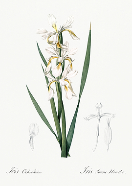 Les Liliacees 1805 HQ Orig