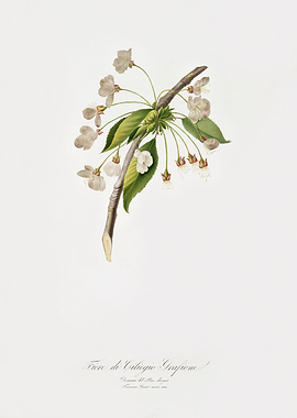 Pomona Italiana 1839HQOrig