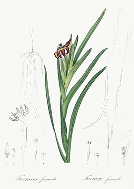 Les Liliacees 1805 HQ Orig