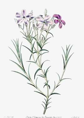 Showy Phlox Poster