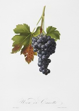 Raisin Grape Vitis Vinifer