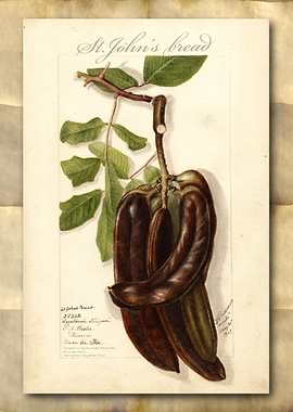 St Johns bread watercolor