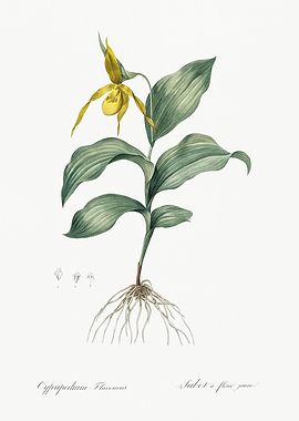 Les Liliacees 1805 HQ Orig