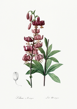 Les Liliacees 1805 HQ Orig