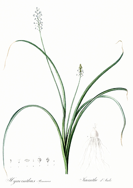 Les Liliacees 1805 HQ Orig