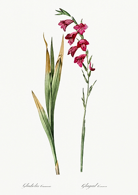 Les Liliacees 1805 HQ Orig