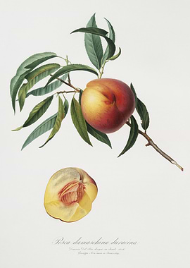 Peach Persica Julodermis F