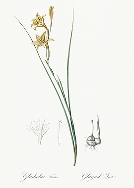 Les Liliacees 1805 HQ Orig