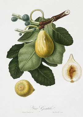 Common Fig Ficus Carica Sa
