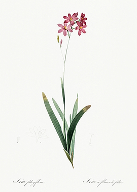 Les Liliacees 1805 HQ Orig