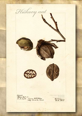 Hickory nuts watercolor