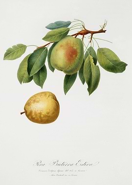 Pomona Italiana 1839HQOrig