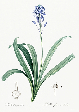 Les Liliacees 1805 HQ Orig