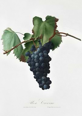 Grape Vine Vitis Vinifera