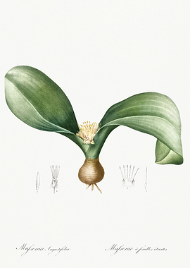 Les Liliacees 1805 HQ Orig