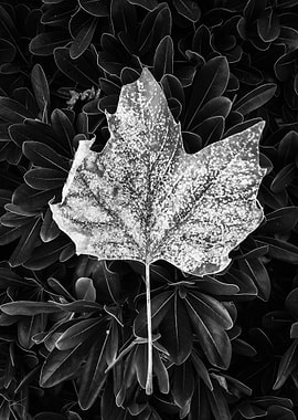 closeup leaves texture