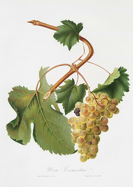 Vermentino Grapes Vitis Li