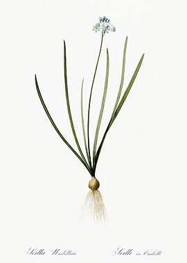 Les Liliacees 1805 HQ Orig