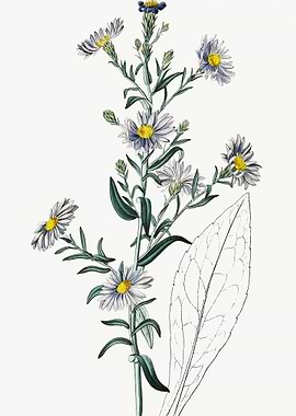 Smooth Blue Aster Poster