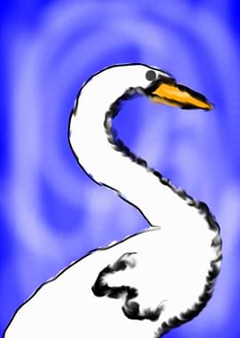 Swan