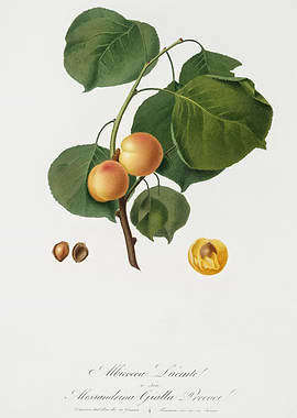 Pomona Italiana 1839HQOrig