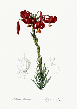 Les Liliacees 1805 HQ Orig