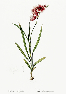 Les Liliacees 1805 HQ Orig