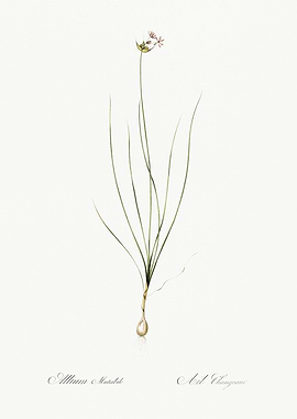 Les Liliacees 1805 HQ Orig